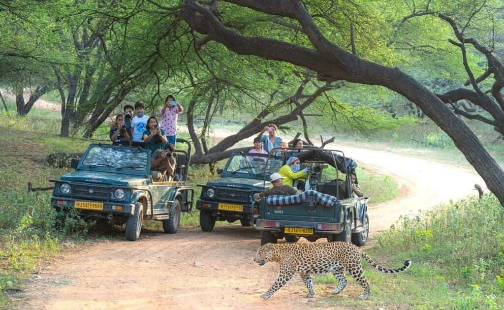 Rajasthan Wildlife Tour Package – 5 Nights / 6 Days
