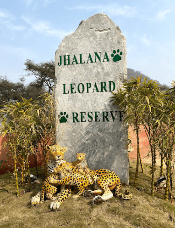 Jaipur Leopard Safari 