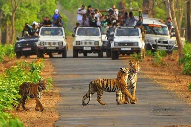 Sariska tiger reserves 