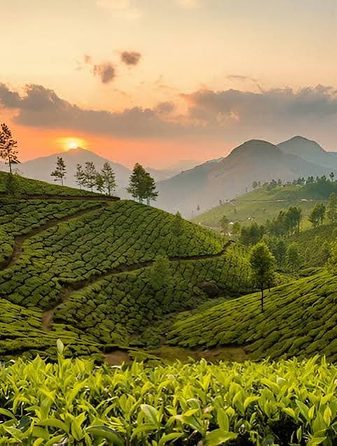 Munnar 