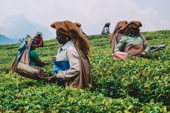 Munnar tea plantations 