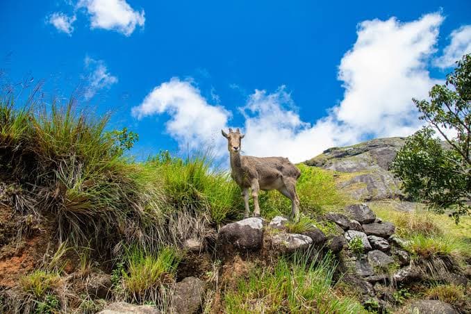 Nilgiri Tahr