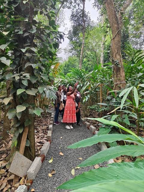 Spice plantation 